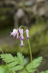 Bleeding heart